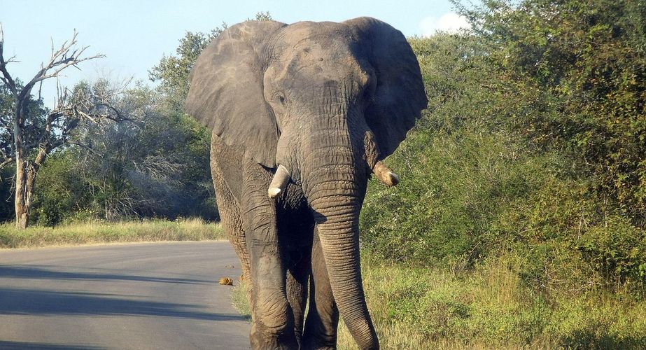 Kruger NP olifanten Zuid Afrika groepsrondreis 3